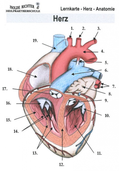Bild 1 von Herz Lernkarten 
