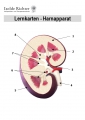 Harnapparat Lernkarten 