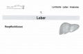 Leber Lernkarten  
