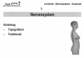 Nervensystem Lernkarten 